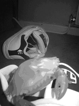 crab and shoe